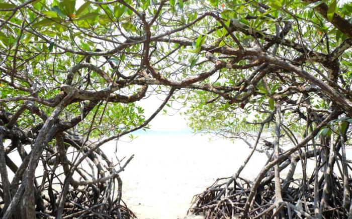 Mangrove Beach Bungalow