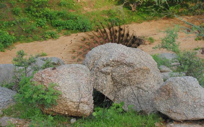 Araavali Trails- A Nature Resort