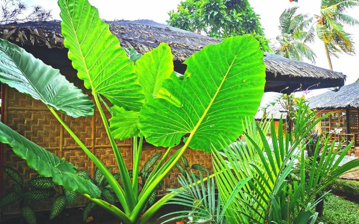 Kokomo Dive Resort Accommodation Hotel 