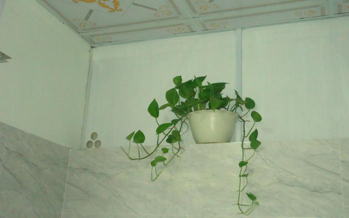 GREEN SPACE  Homestay  - 101