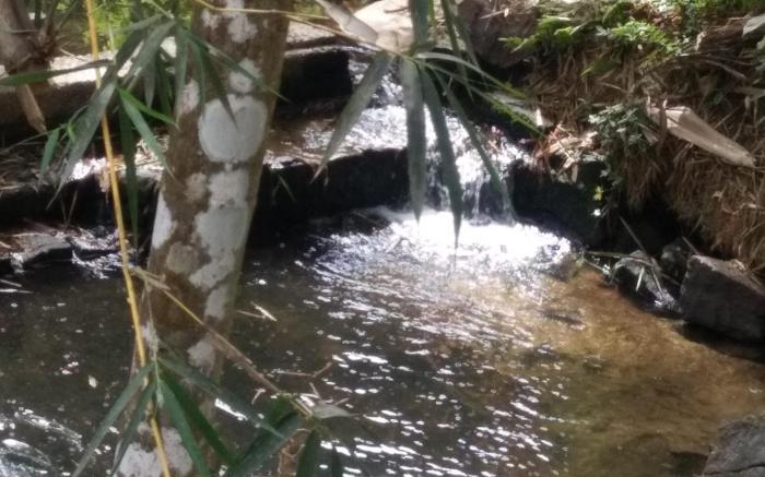 WAYANAD ROYAL STREAM