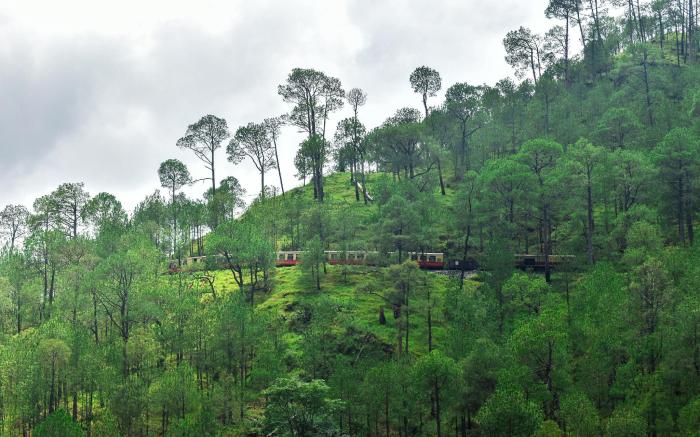 Jungle Lodge