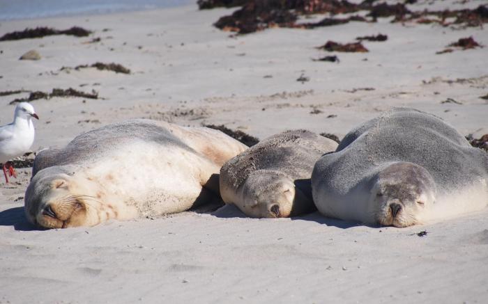 Mercure Kangaroo Island Lodge