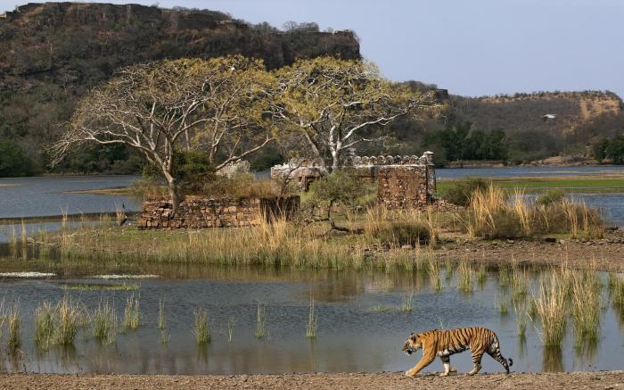 Sher Bagh, Ranthambhore - Relais & Chateaux