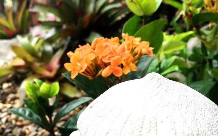 Panda House Chiangmai