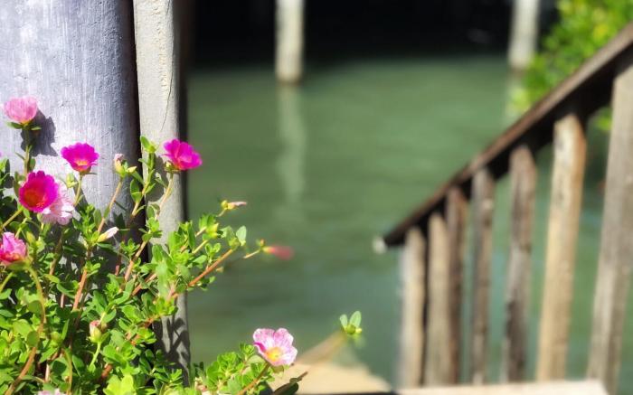 The mangrove old town