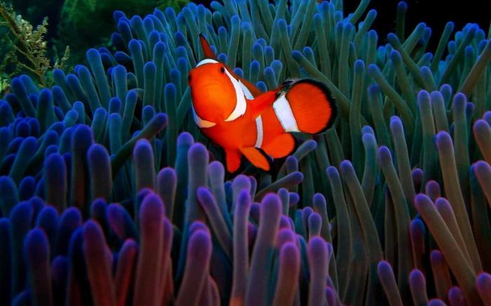 Arya Amed Beach Resort & Dive Center