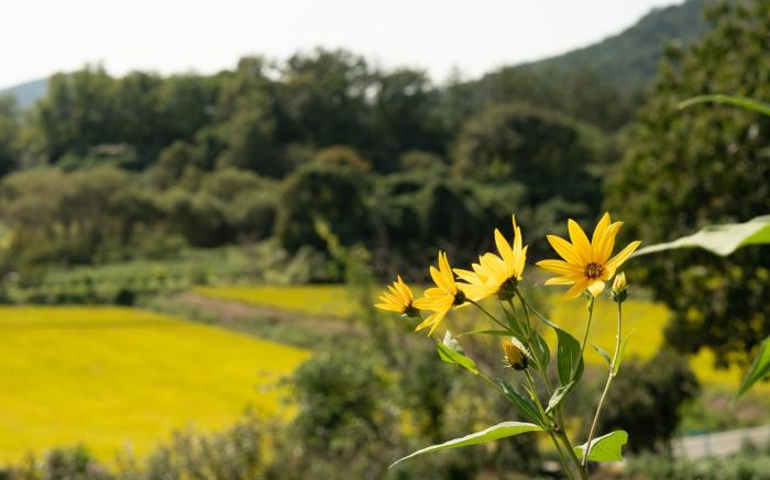 Yangyang Slowstay Pension