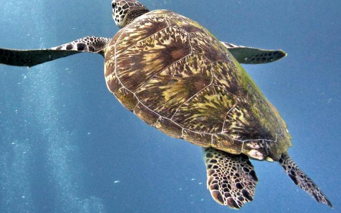 Manta Dive Gili Trawangan Hotel