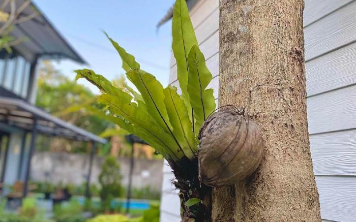 The Jungle Hostel Canggu