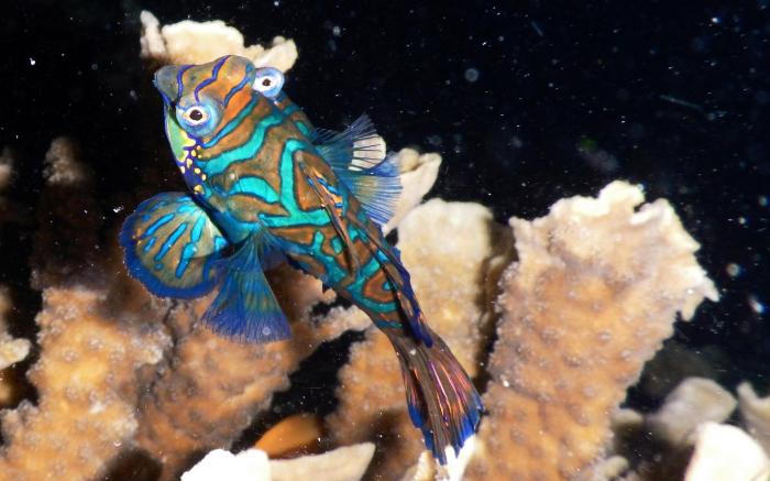 Quo Vadis Dive Resort