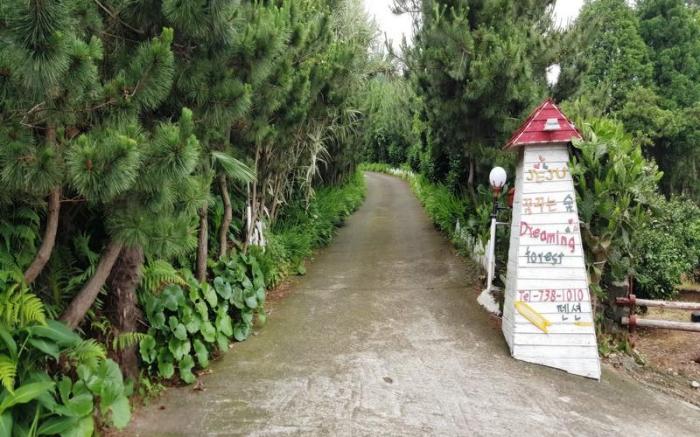 Dreaming Forest Pension