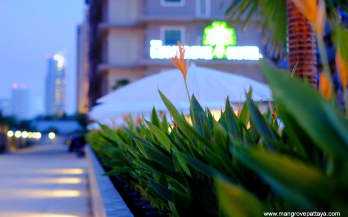 The Mangrove Hotel