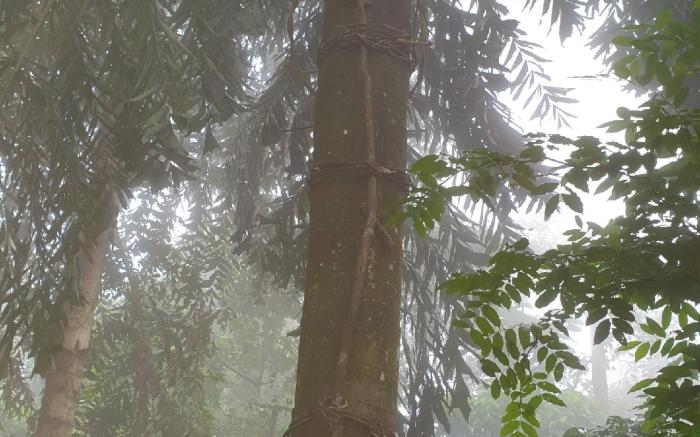 Misty View Point EcoResort  Camping site Ratnapura