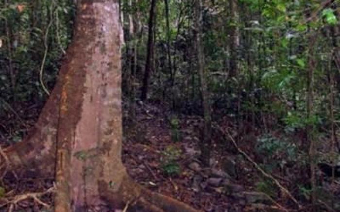 Seclude Adults Luxury Rainforest Retreat