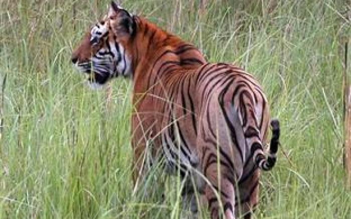 Nature Safari Lodge