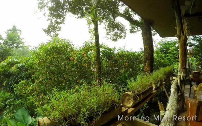 Morning Mist Resort