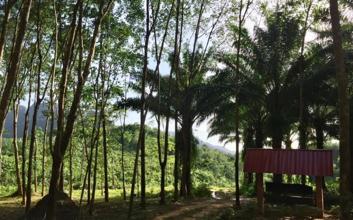 Khao Sok Evergreen House