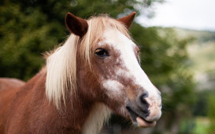 Cab'ânes du Pibeste