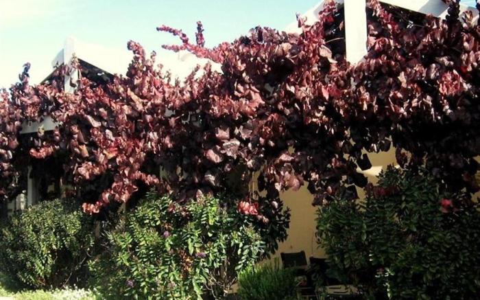 Bellevue Bed & Breakfast McLaren Vale