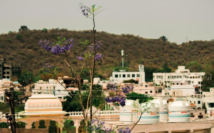 Tripli Udaipur