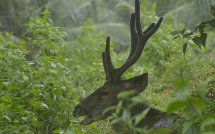 Athirappilly Rainland Resort