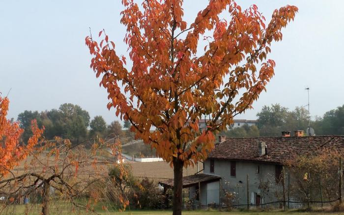 CASA DI CILIEGI - ANTICO CASALE IMMERSO IN THE GREEN OF MONFERRATO