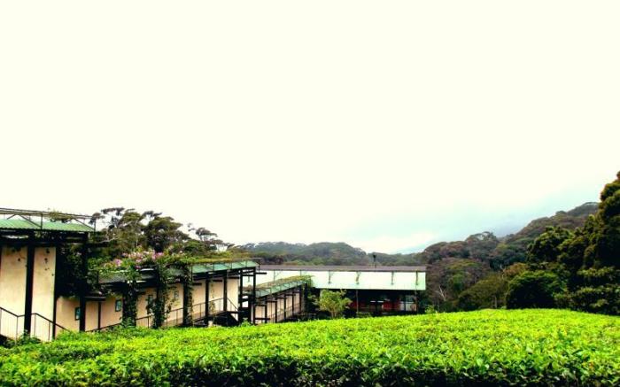 The Rainforest Ecolodge