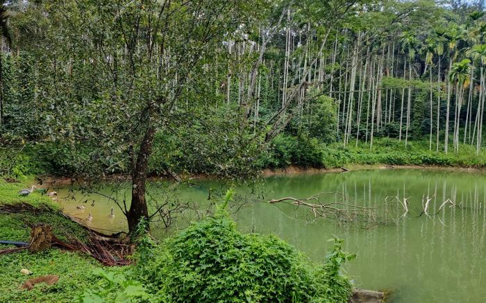 Avadale Coorg 