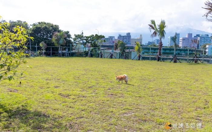 Happy Dog Homestay