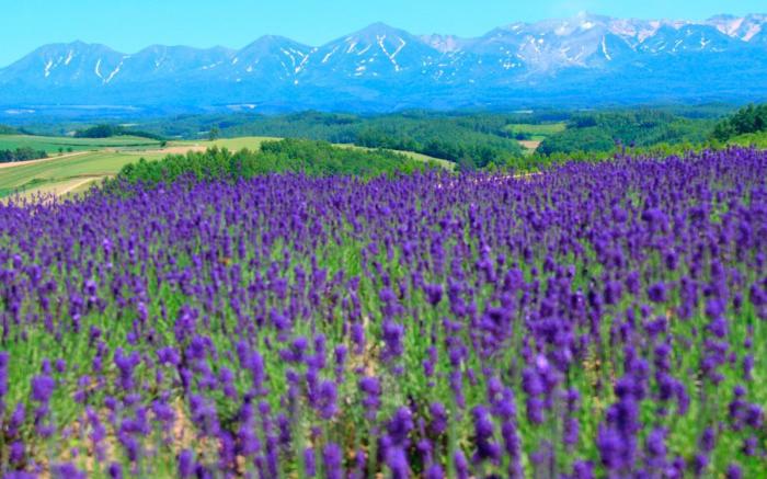 Pension Landscape Furano