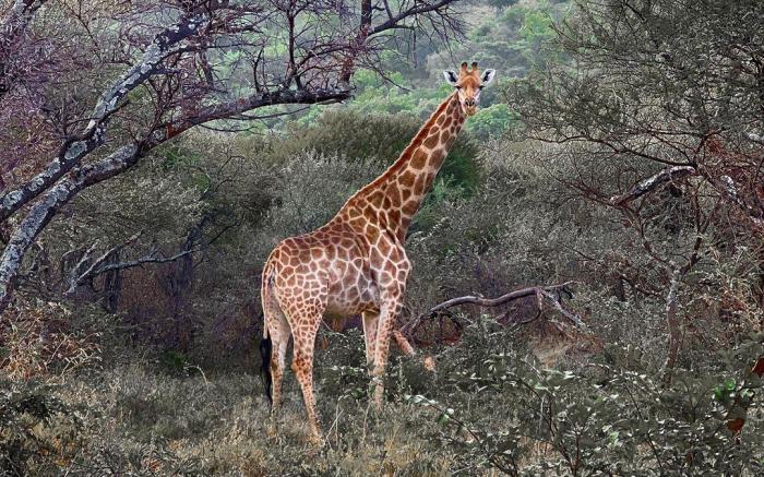 Letamo at Qwabi Private Game Reserve by NEWMARK