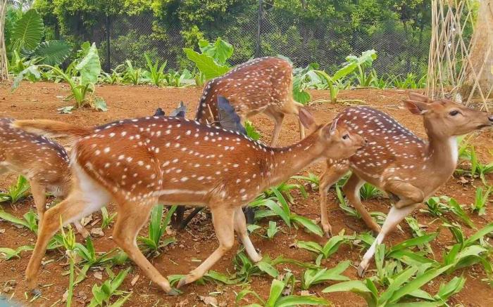 Pet-friendly 3BR Mountain View Villa Vimala Hills