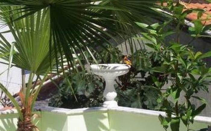 Hotel Pousada Papaya Verde