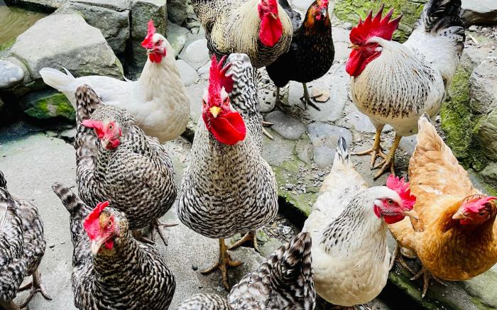 Kawafuu, Minasanoyado, surrounded by rivers and mountains