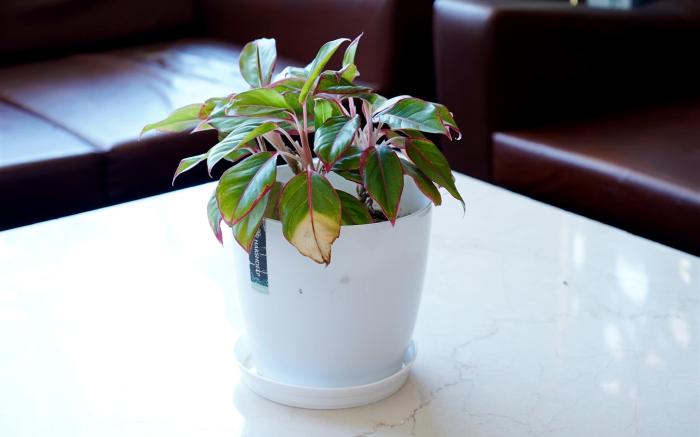 Hotel The Royal Placid