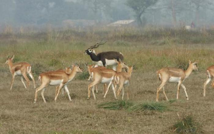 Bardia Kingfisher Resort