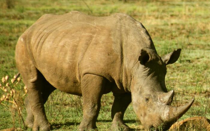 Morokolo Safari Lodge
