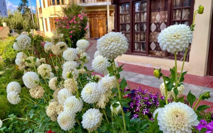 Zaltak Guest House