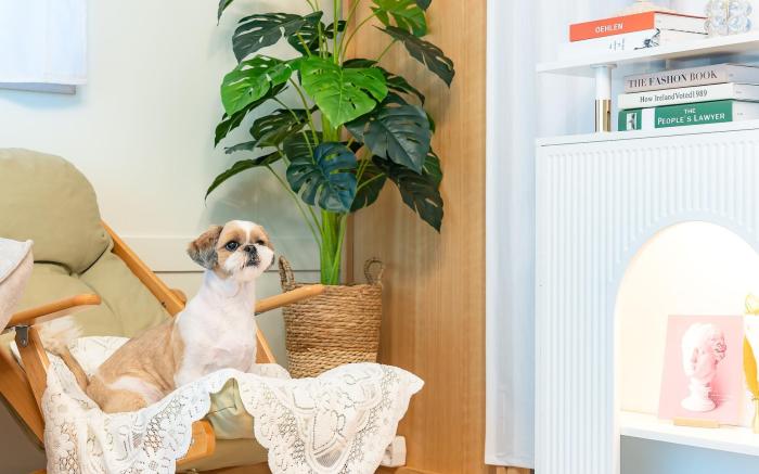 Taean WithDog Aegyeonspa Poolvilla