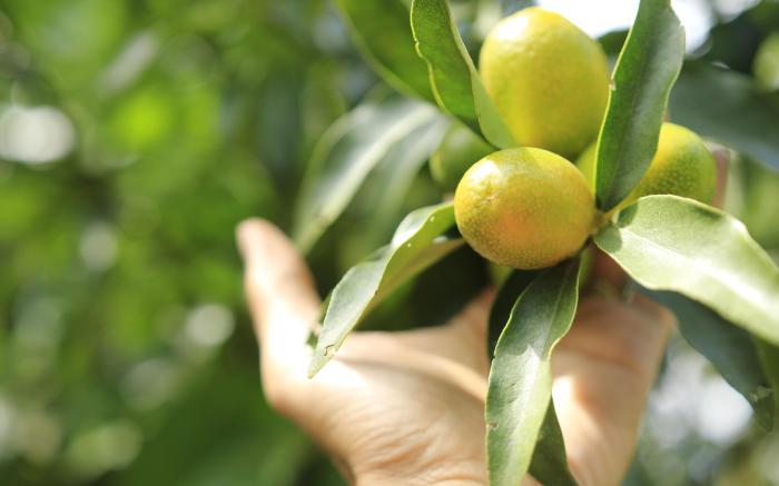 Homestay Tropical Fruit Garden Vo Uu Garden