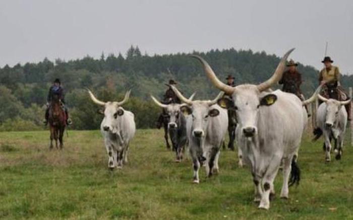 Agriturismo La Forra