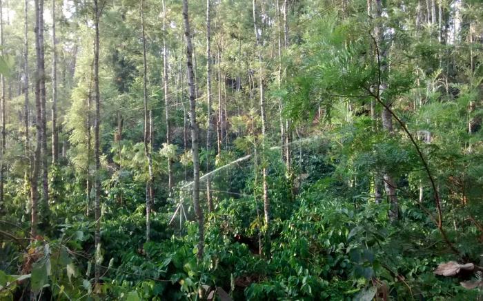 Yelagudige homestay