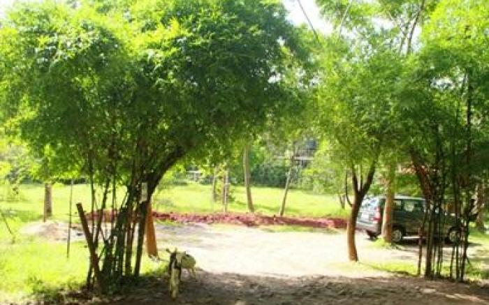 Deep Jungle Home