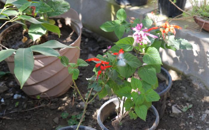 The Palm Bliss Resort