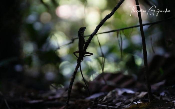 Villa Serenità By Sinharaja Rainforest 