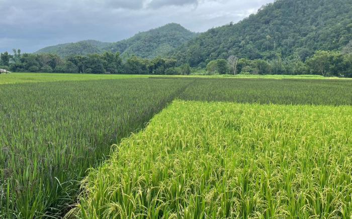 บ้านวิวทุ่ง-3