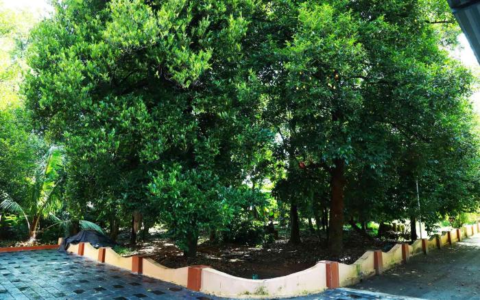 BACK PACKERS COCHIN VILLA