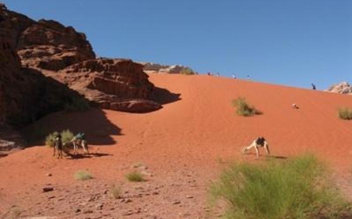 Bedouin Lifestyle Camp