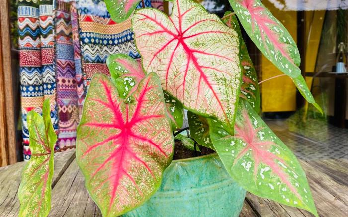 Nếp Vàng Nhà của Nếp